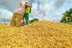 Свежесобранный рис (Фото: ВИА)