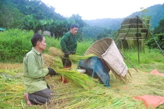 Нгеан: Уникальный способ хранения риса у народа тай среди гор Пухуонг
