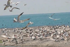 Крупнейшая крачка мира улетела зимовать из Казахстана во Вьетнам