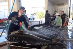 Развитие морепродуктовой отрасли Вьетнама: переход к высокотехнологичной, «зеленой» и устойчивой модели