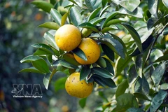 Хрустящие апельсины Тхыонглок в преддверии праздника Тэт