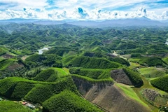 Провинция Тханьхоа развивает лесное хозяйство в соответствии со стандартами FSC