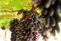 Производство с низким уровнем выбросов в растениеводстве (Фото: ВИА)