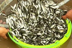 Шумный сезон молодой рыбы линь на истоках дельты Меконга