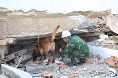 К месту происшествия были направлены служебные собаки.