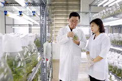 АО Thai Binh Seed является одним из ведущих предприятий Вьетнама в области производства семян сельскохозяйственных культур. Компания владеет авторскими правами на 30 сортов растений (Фото: ВИА)