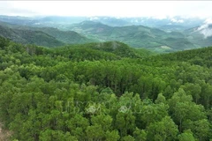Площадь лесных насаждений крупной древесины в коммуне Ванкань, находящихся под управлением лесной охраны Ванкань (Фото: ВИА)