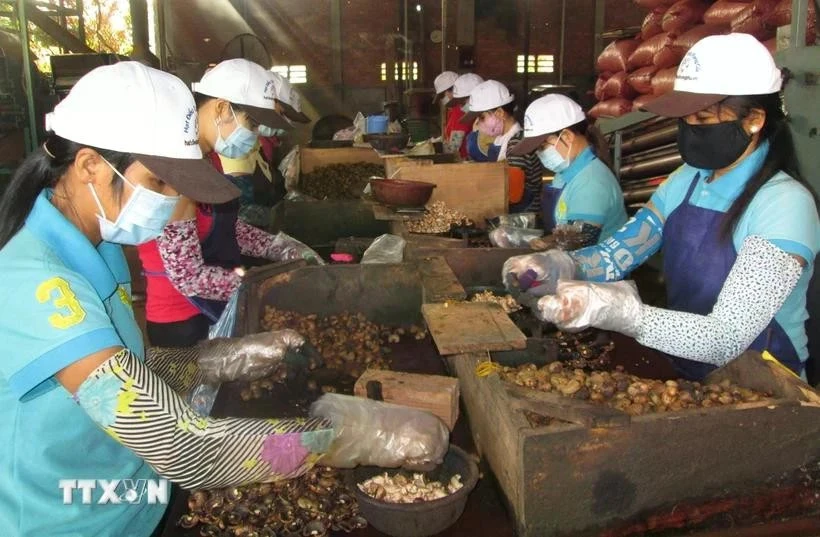 Общая стоимость экспорта сельскохозяйственной, лесной и рыбной продукции в первом квартале 2025 года достигла 15,72 миллиарда долларов США. (Фото: ВИA)
