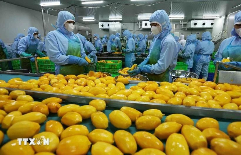 Обработка продуктов из манго для экспорта на фабрике АО «Фрукты и овощи Анжанг» в провинции Ламдонг (Фото: ВИA)