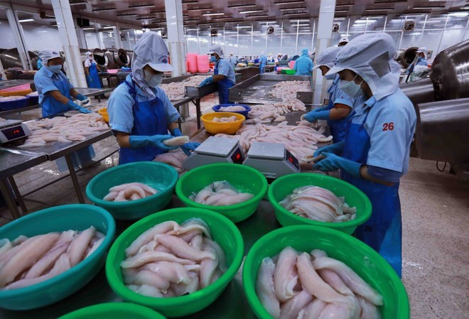 Переработка рыбных продуктов для экспорта на вьетнамском предприятии. (Фото: VietnamPlus)