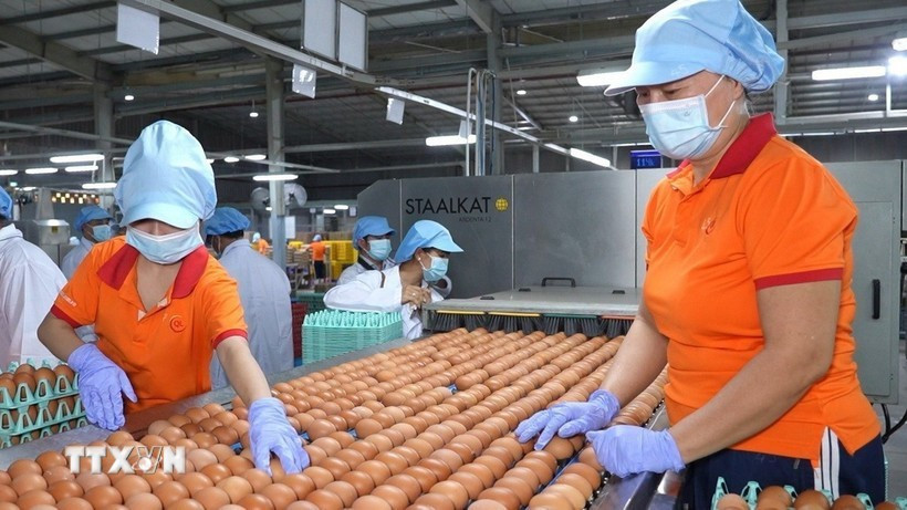 Работники упаковывают яйца на заводе компании QL Vietnam Agroresources Co. Ltd. (Фото: ВИА) 