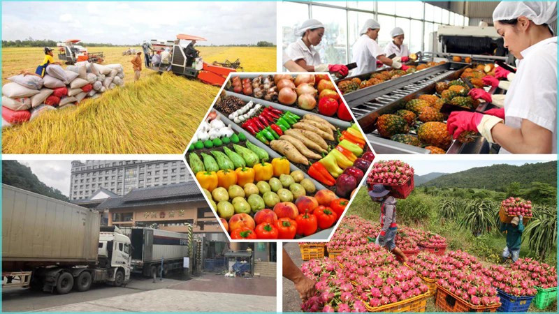 Вьетнам диверсифицирует рынки сбыта сельскохозяйственной продукции на фоне изменений в мировой торговле. (Фото: ВИA)