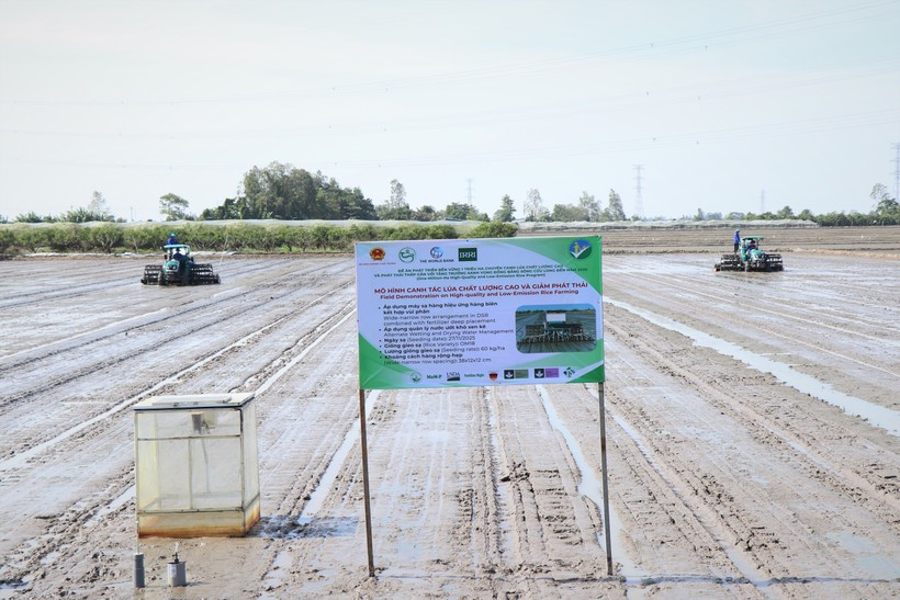 На сегодняшний день почти 400 000 гектаров в дельте Меконга зарегистрированы для внедрения устойчивых процессов выращивания риса. (Фото: ВИА) 