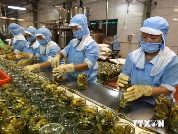 Рабочие обрабатывают сельскохозяйственную продукцию для экспорта. (Фото: ВИA)