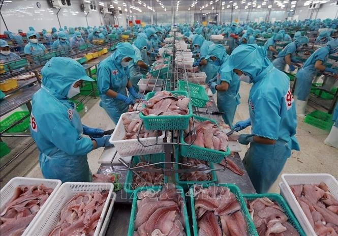 В первой половине 2025 года экспорт рыбных продуктов составил 5,16 млрд долларов США, что на 16,9% больше, чем за аналогичный период прошлого года. (Фото: ВИA)