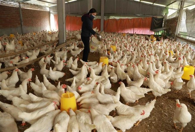 Экспорт продукции животноводства Вьетнама за первые девять месяцев составил 447,5 миллиона долларов США. (Фото: ВИА) 