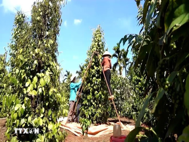 **Фермеры провинции Зялай собирают перец.(Фото: ВИА) 