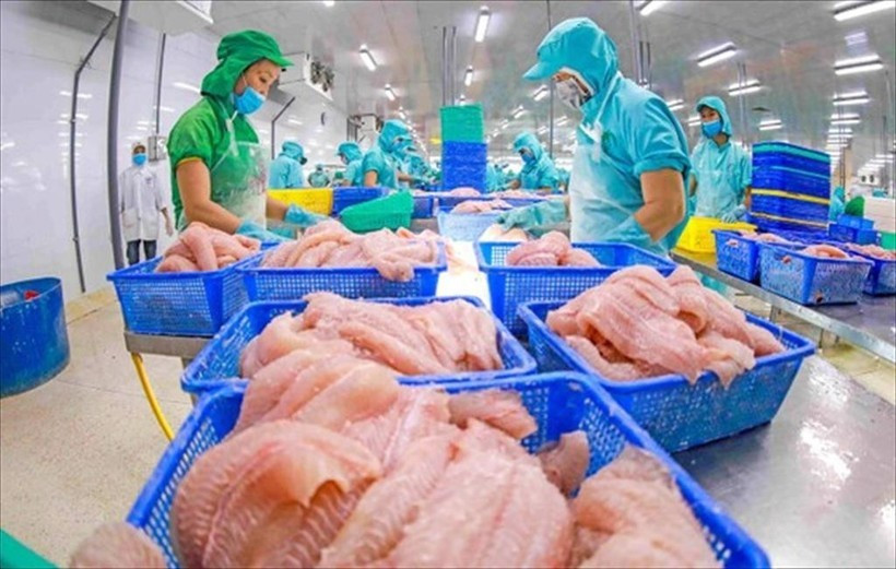 Рабочие перерабатывают рыбу для экспорта. (Фото: VietnamPlus)