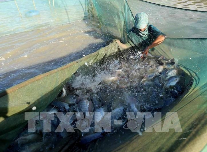 Новые возможности для экспорта вьетнамской тилапии (Фото: ВИA)