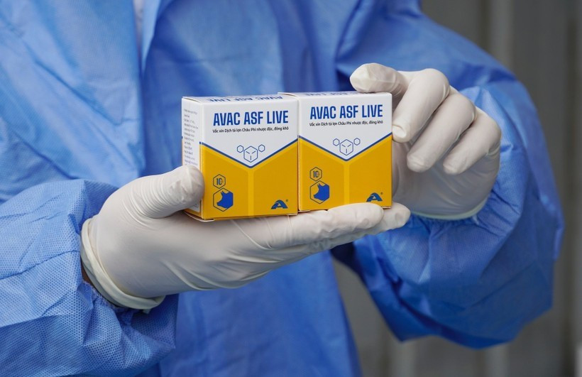 Вакцина против африканской чумы свиней AVAC ASF LIVE (Фото: AVAC)