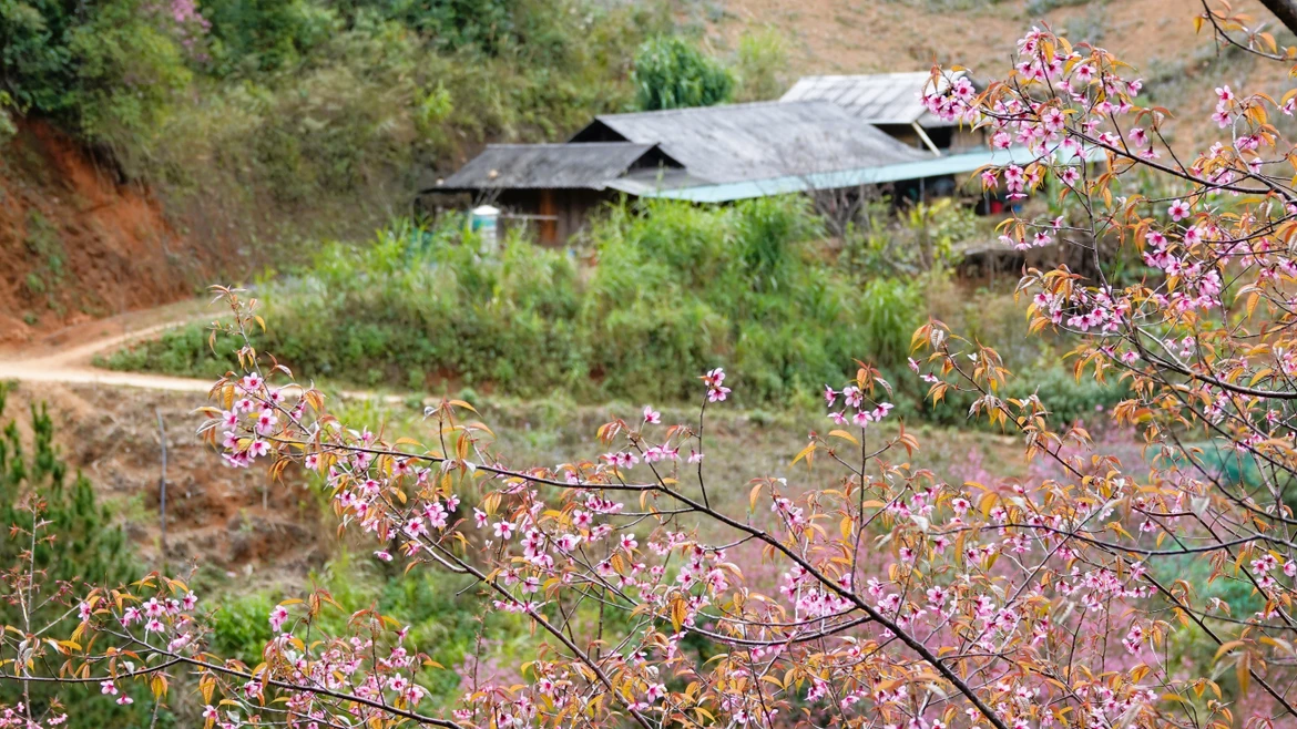 Сверкающее многоцветье цветов То-зай в высокогорном районе Му-канг-чай