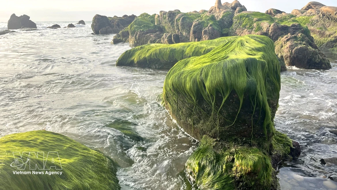Сезон зелёных водорослей на пляже Котхать 