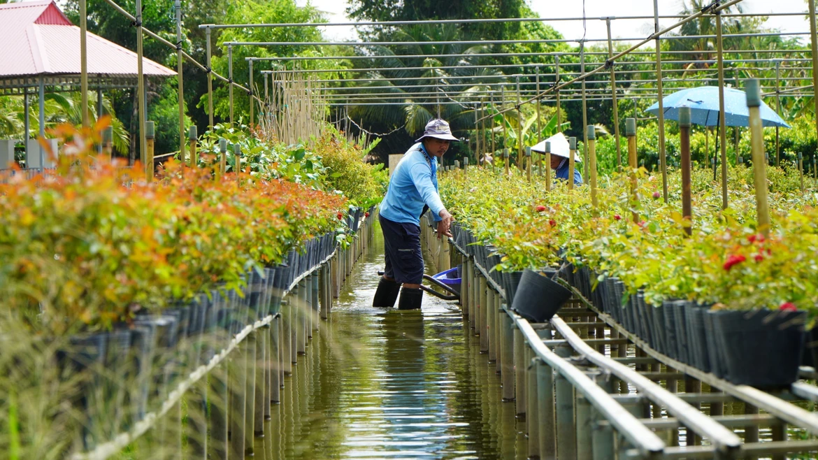 Выращивание цветов на стеллажах — традиционная особенность цветочной деревни Садек (Донгтхап)
