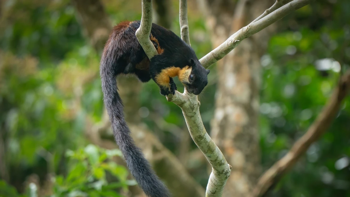 Национальный парк Кондао получил сертификат «Зелёного списка»