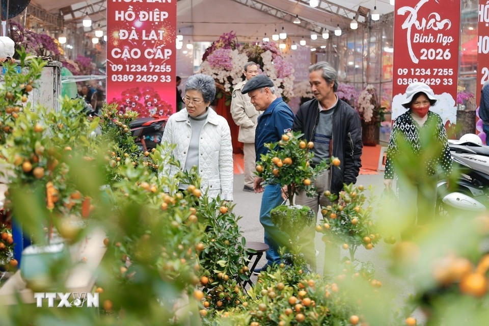 Посещение цветочного рынка в предновогодние дни стало привычной традицией для многих жителей Ханоя. Фото: ВИА.