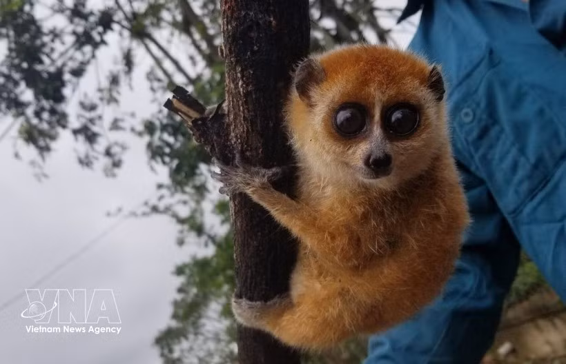 Карликовый толстый лори (Nycticebus pygmaeus)