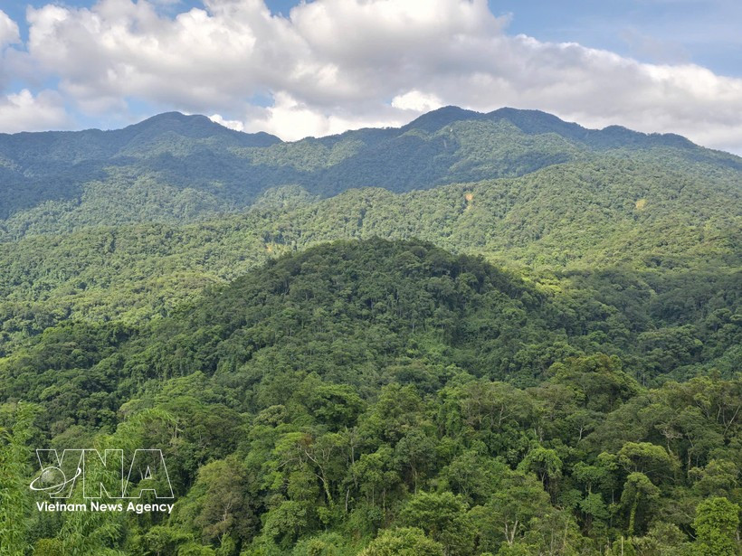 Вьетнам входит в число ведущих стран Азии в области восстановления лесов и устойчивого управления лесными ресурсами. Фото: ВИА. 