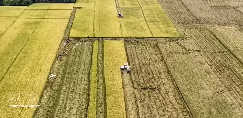 Уборка риса в дельте Меконга. (Фото: ВИА) 