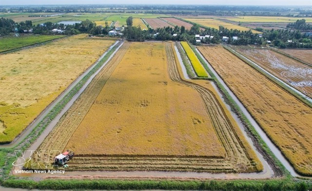 Рисово-креветочные хозяйства в деревне Ньуикам общины Виньлок провинции Камау вступают в сезон уборки урожая. (Фото: ВИА)