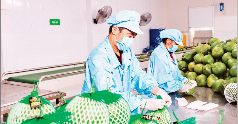 Вьетнамские экспортеры адаптируются к обостряющемуся конфликту на Ближнем Востоке