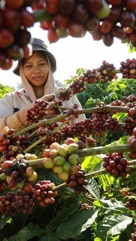 Зелёная трансформация — ключ к интеграции вьетнамских предприятий в глобальные цепочки поставок
