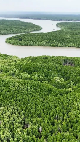 Развитие прибрежных лесов — импульс для зелёной экономики