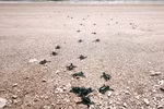 Детёныши морских черепах возвращаются в море в районе Национального парка Нуичуа (община Виньхай, провинция Кханьхоа). (Фото: ВИА)