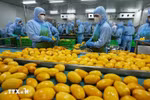 Перерабатывают продукцию из манго для экспорта на рынки США, Европы, Республики Корея и Японии на заводе Акционерной компании по овощам и фруктам Анзянг в провинции Ламдонг. (Фото: ВИА)