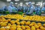 Перерабатывают продукцию из манго для экспорта на рынки США, Европы, Республики Корея и Японии на заводе Акционерной компании по овощам и фруктам Анзянг в провинции Ламдонг. (Фото: ВИА)