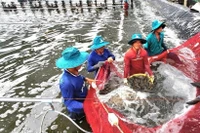 В 2025 году Китай стал крупнейшим рынком сбыта вьетнамских креветок с общим объемом импорта на сумму 1,3 млрд долл. США, что на 55% больше по сравнению с 2024 годом. Фото ВИА 