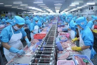 В странах блока CPTPP экспорт вьетнамского пангасиуса за период с января по октябрь вырос на 36% по сравнению с аналогичным периодом прошлого года, достигнув 305 млн долларов США, что составляет 17% от общего объёма мировых продаж пангасиуса Вьетнама. (Иллюстративное фото: ВИА) 