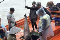 Иллюстративное изображение. (Фото: ВИА) 