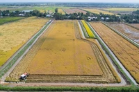 Рисово-креветочные хозяйства в деревне Ньуикам общины Виньлок провинции Камау вступают в сезон уборки урожая. (Фото: ВИА)