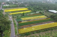 Цветочная деревня Мифонг в квартале Мифонг провинции Донгтхап вступила в сезон сбора урожая, готовясь обеспечить поставки к празднику Тэт 2026 года. Фото: ВИА.