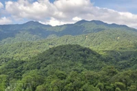 Вьетнам входит в число ведущих стран Азии в области восстановления лесов и устойчивого управления лесными ресурсами. Фото: ВИА. 