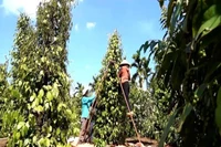 **Фермеры провинции Зялай собирают перец.(Фото: ВИА) 