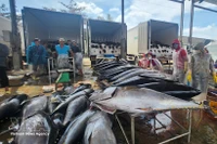 Тунец закупается торговцами в рыболовном порту Тамкуан провинции Зялай. Фото: ВИА. 