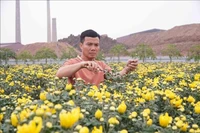 Используя плодородные аллювиальные почвы вдоль Красной реки, Чинь Нгок Тьеп из общины Хиеп Кыонг провинции Хынгйен смело развивает крупномасштабную модель выращивания цветов, обеспечивающую высокий доход и создающую рабочие места для многих местных жителей. (Фото: ВИА)