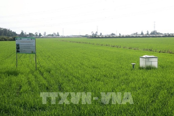 Рисовые поля с низким уровнем выбросов в кооперативе New Green Farm в городе Кантхо в дельте Меконга. (Фото: ВИA) 2-9450.jpg