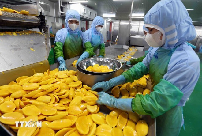 Обработка сельскохозяйственной продукции для экспорта. (Фото: ВИA) 2-4653.jpg